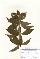藏品(紫鈴藤)的圖片